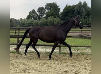 Hannover, Giumenta, 6 Anni, 172 cm, Morello