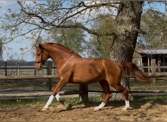 Hannover, Giumenta, 6 Anni, 172 cm, Sauro