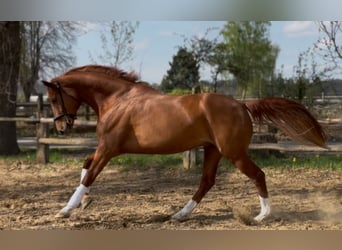 Hannover, Giumenta, 6 Anni, 172 cm, Sauro