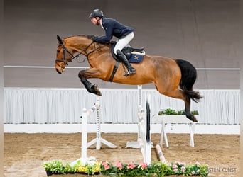 Hannover, Giumenta, 6 Anni, 173 cm, Baio