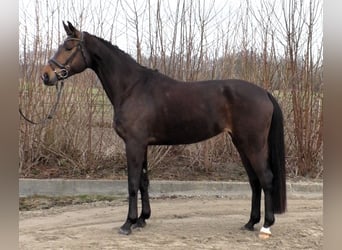 Hannover, Giumenta, 6 Anni, 173 cm, Baio scuro