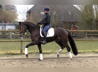 Hannover, Giumenta, 6 Anni, 173 cm, Baio scuro