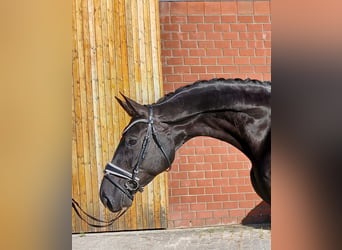 Hannover, Giumenta, 6 Anni, 173 cm, Morello
