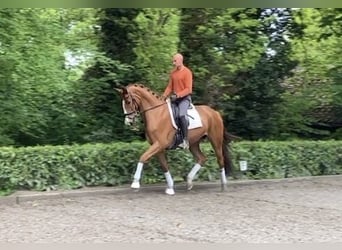 Hannover, Giumenta, 6 Anni, 173 cm, Sauro