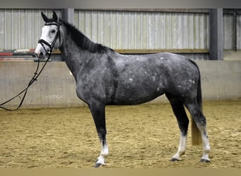 Hannover, Giumenta, 6 Anni, 174 cm, Grigio