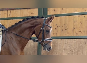 Hannover, Giumenta, 6 Anni, 175 cm, Sauro scuro
