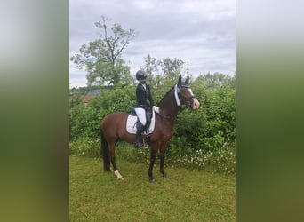Hannover, Giumenta, 7 Anni, 155 cm, Baio