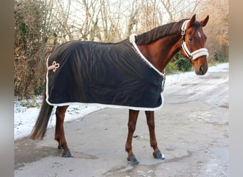 Hannover, Giumenta, 7 Anni, 162 cm, Sauro scuro