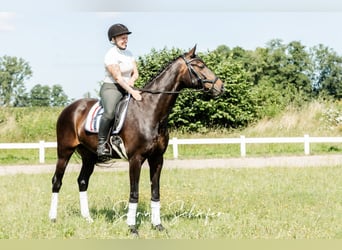 Hannover, Giumenta, 7 Anni, 163 cm, Baio scuro