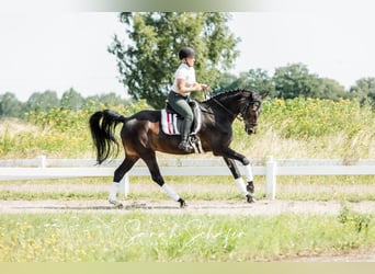 Hannover, Giumenta, 7 Anni, 163 cm, Baio scuro