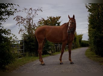 Hannover, Giumenta, 7 Anni, 163 cm, Sauro