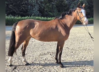 Hannover, Giumenta, 7 Anni, 164 cm, Baio