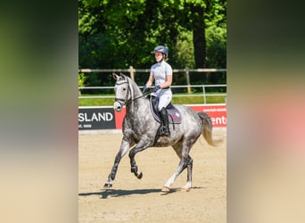 Hannover, Giumenta, 7 Anni, 164 cm, Grigio