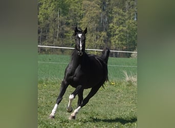 Hannover, Giumenta, 7 Anni, 164 cm, Morello