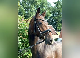 Hannover, Giumenta, 7 Anni, 165 cm, Baio