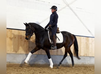 Hannover, Giumenta, 7 Anni, 165 cm, Baio scuro