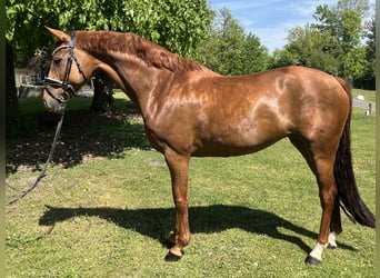Hannover, Giumenta, 7 Anni, 165 cm, Sauro