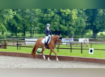 Hannover, Giumenta, 7 Anni, 165 cm, Sauro