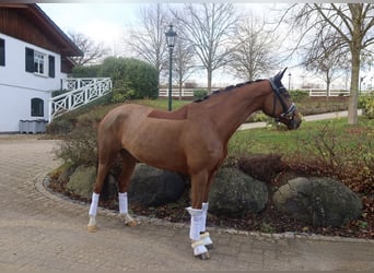 Hannover, Giumenta, 7 Anni, 165 cm, Sauro scuro