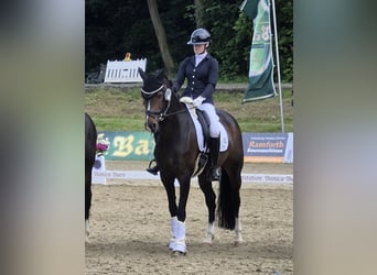 Hannover, Giumenta, 7 Anni, 166 cm, Baio scuro