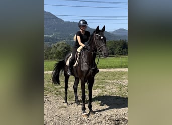Hannover, Giumenta, 7 Anni, 166 cm, Morello