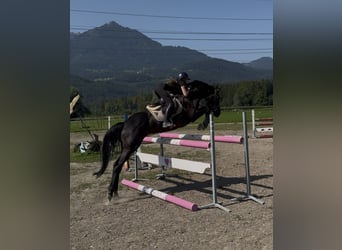 Hannover, Giumenta, 7 Anni, 166 cm, Morello