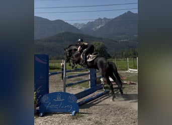Hannover, Giumenta, 7 Anni, 166 cm, Morello