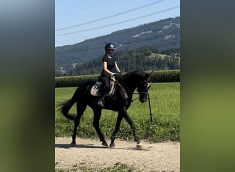 Hannover, Giumenta, 7 Anni, 166 cm, Morello