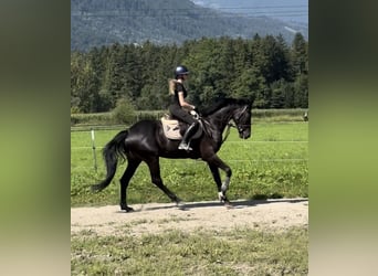Hannover, Giumenta, 7 Anni, 166 cm, Morello