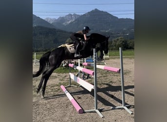 Hannover, Giumenta, 7 Anni, 166 cm, Morello