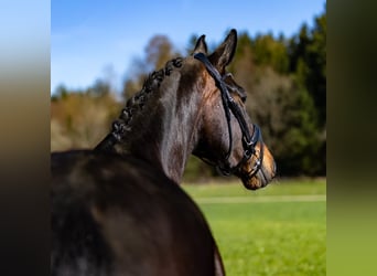 Hannover, Giumenta, 7 Anni, 167 cm, Baio