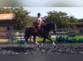 Hannover, Giumenta, 7 Anni, 167 cm, Morello