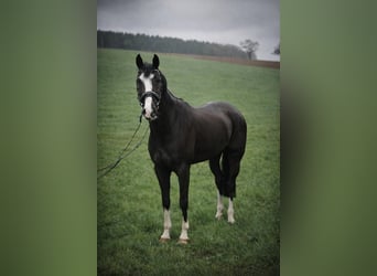 Hannover, Giumenta, 7 Anni, 167 cm, Morello