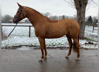 Hannover, Giumenta, 7 Anni, 167 cm, Sauro