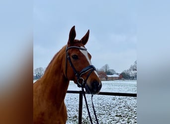 Hannover, Giumenta, 7 Anni, 167 cm, Sauro