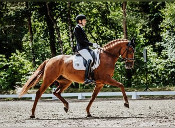 Hannover, Giumenta, 7 Anni, 167 cm, Sauro