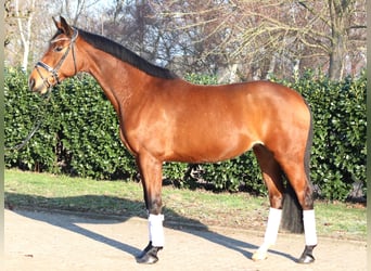 Hannover, Giumenta, 7 Anni, 168 cm, Baio