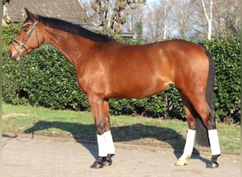 Hannover, Giumenta, 7 Anni, 168 cm, Baio