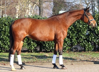 Hannover, Giumenta, 7 Anni, 168 cm, Baio