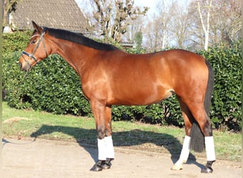 Hannover, Giumenta, 7 Anni, 168 cm, Baio