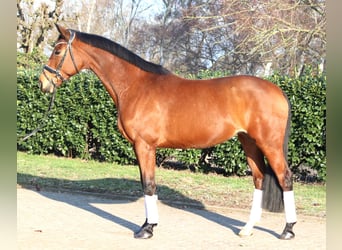 Hannover, Giumenta, 7 Anni, 168 cm, Baio