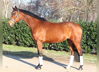 Hannover, Giumenta, 7 Anni, 168 cm, Baio