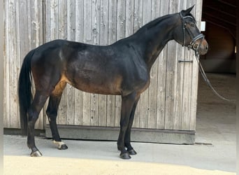 Hannover, Giumenta, 7 Anni, 168 cm, Baio nero