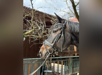 Hannover, Giumenta, 7 Anni, 168 cm, Baio nero
