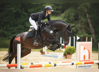 Hannover, Giumenta, 7 Anni, 168 cm, Baio scuro