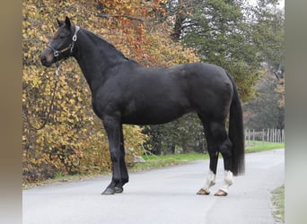 Hannover, Giumenta, 7 Anni, 168 cm, Baio scuro