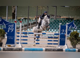 Hannover, Giumenta, 7 Anni, 168 cm, Grigio pezzato