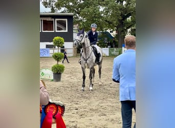 Hannover, Giumenta, 7 Anni, 168 cm, Grigio pezzato