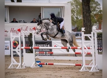 Hannover, Giumenta, 7 Anni, 168 cm, Grigio pezzato