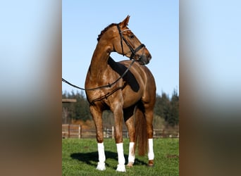 Hannover, Giumenta, 7 Anni, 168 cm, Sauro